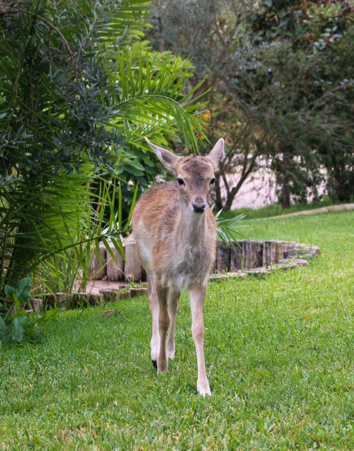 Quinta Do Bamby Villa Leiria Esterno foto